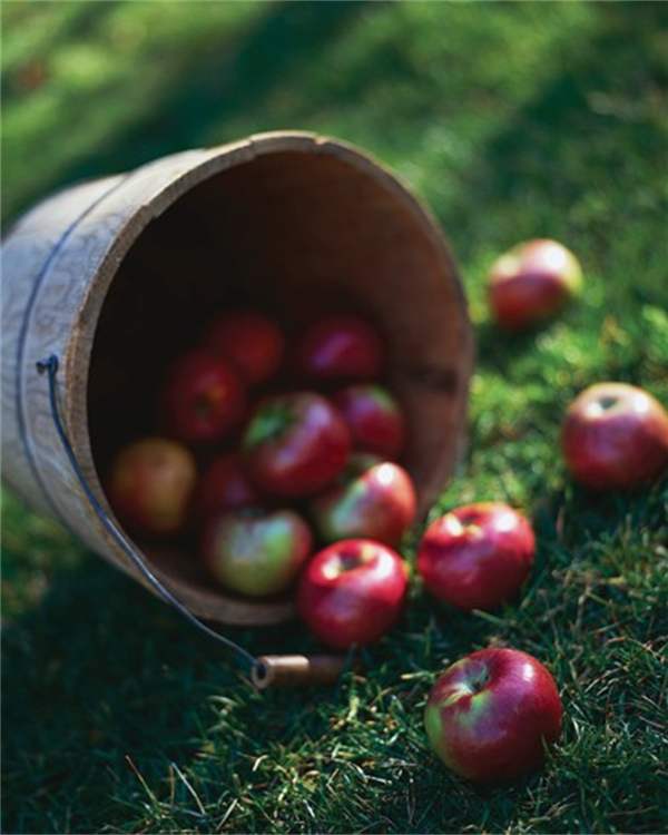 画像: サンふじりんごの予約について