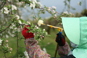 画像: 梨の花が咲く季節２