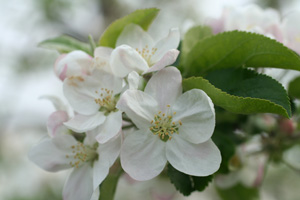 画像: 梨の花が咲く季節
